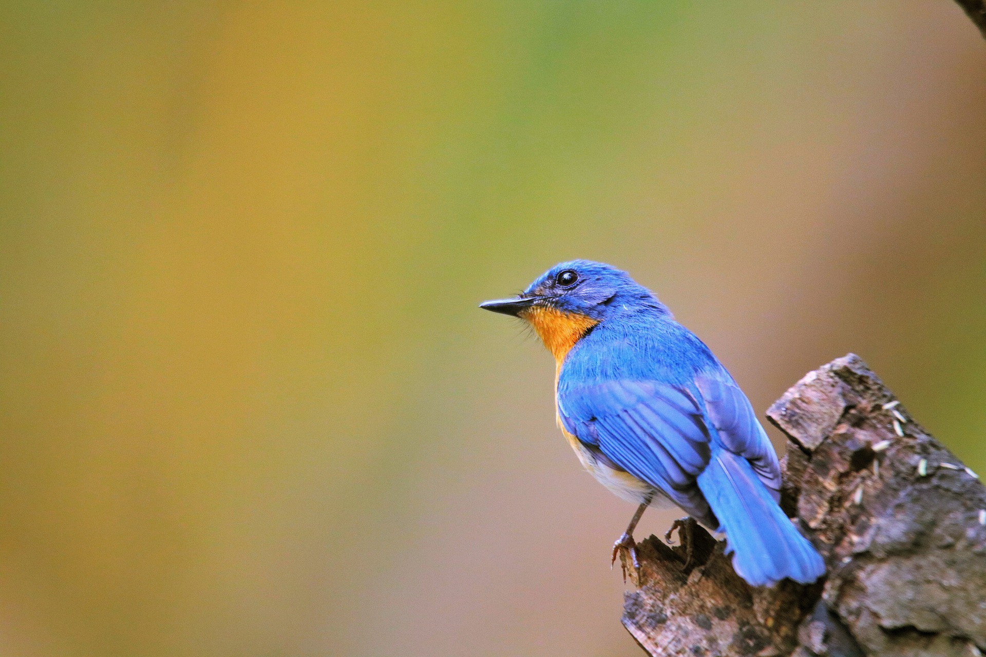 blue_bird_00.jpg