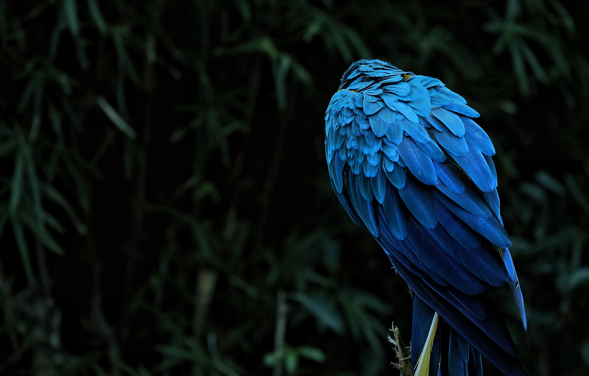 blue_bird_05.jpg