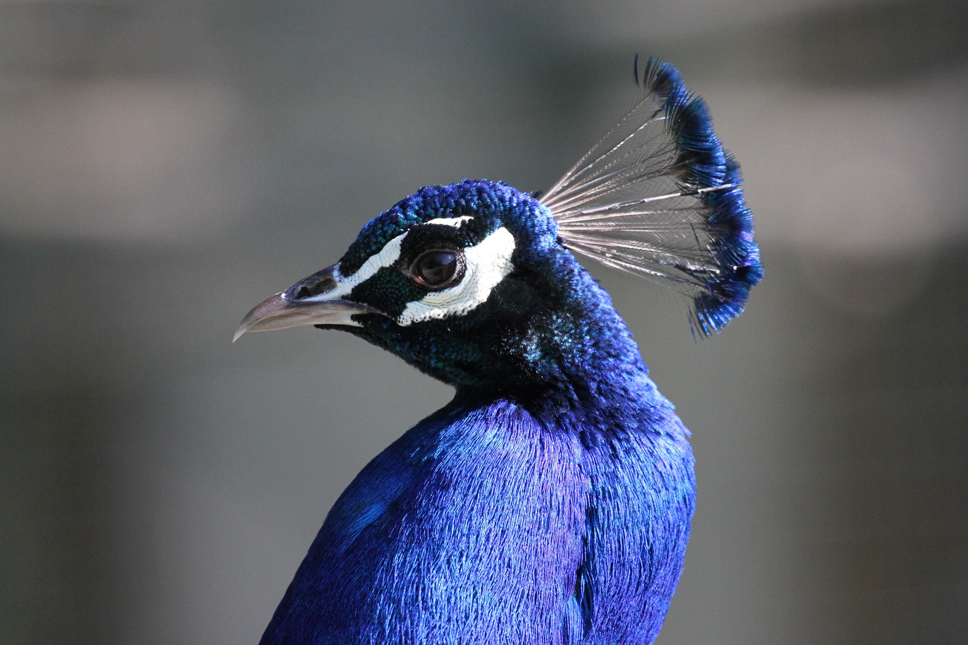 blue_bird_07.jpg