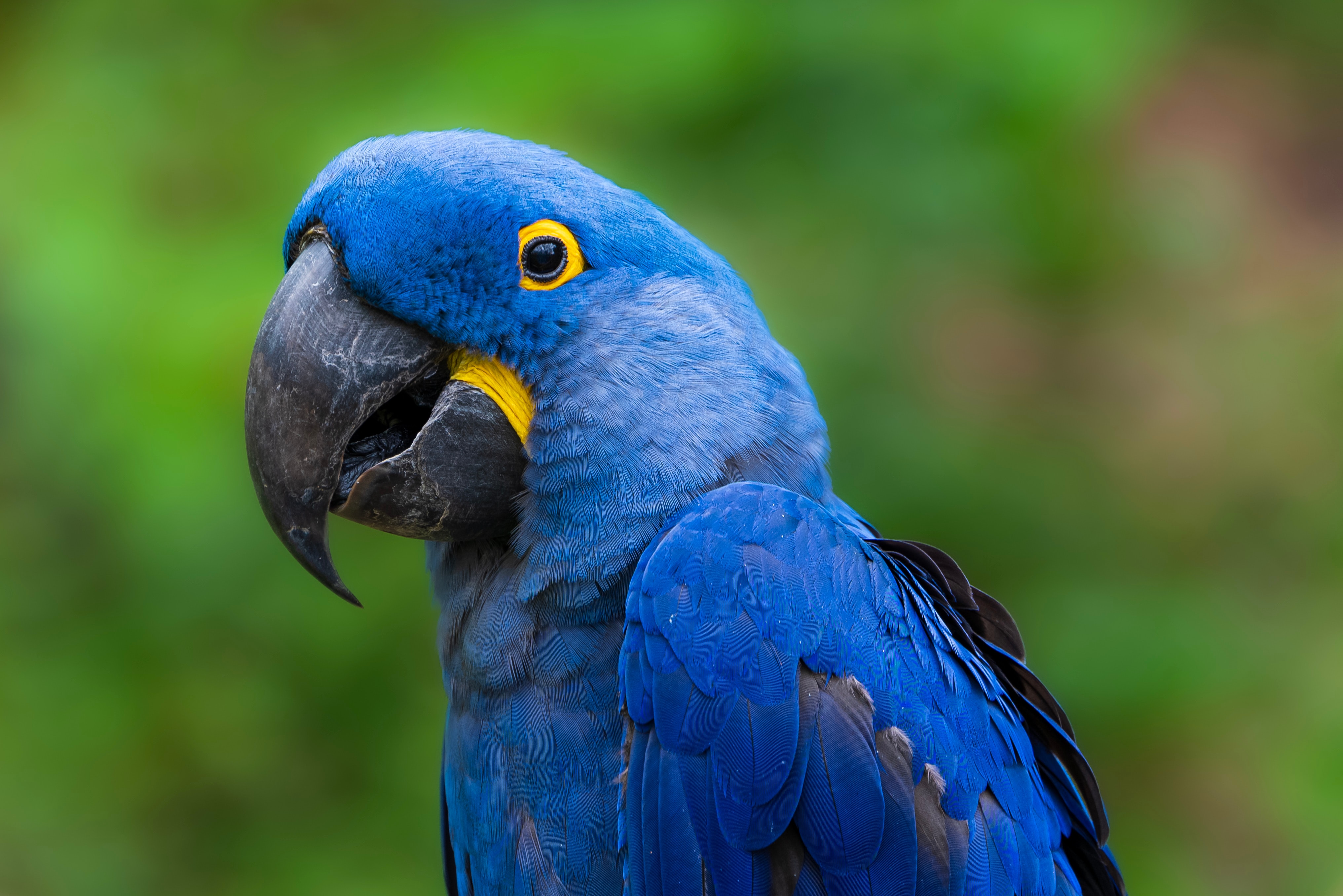 blue_bird_08.jpg