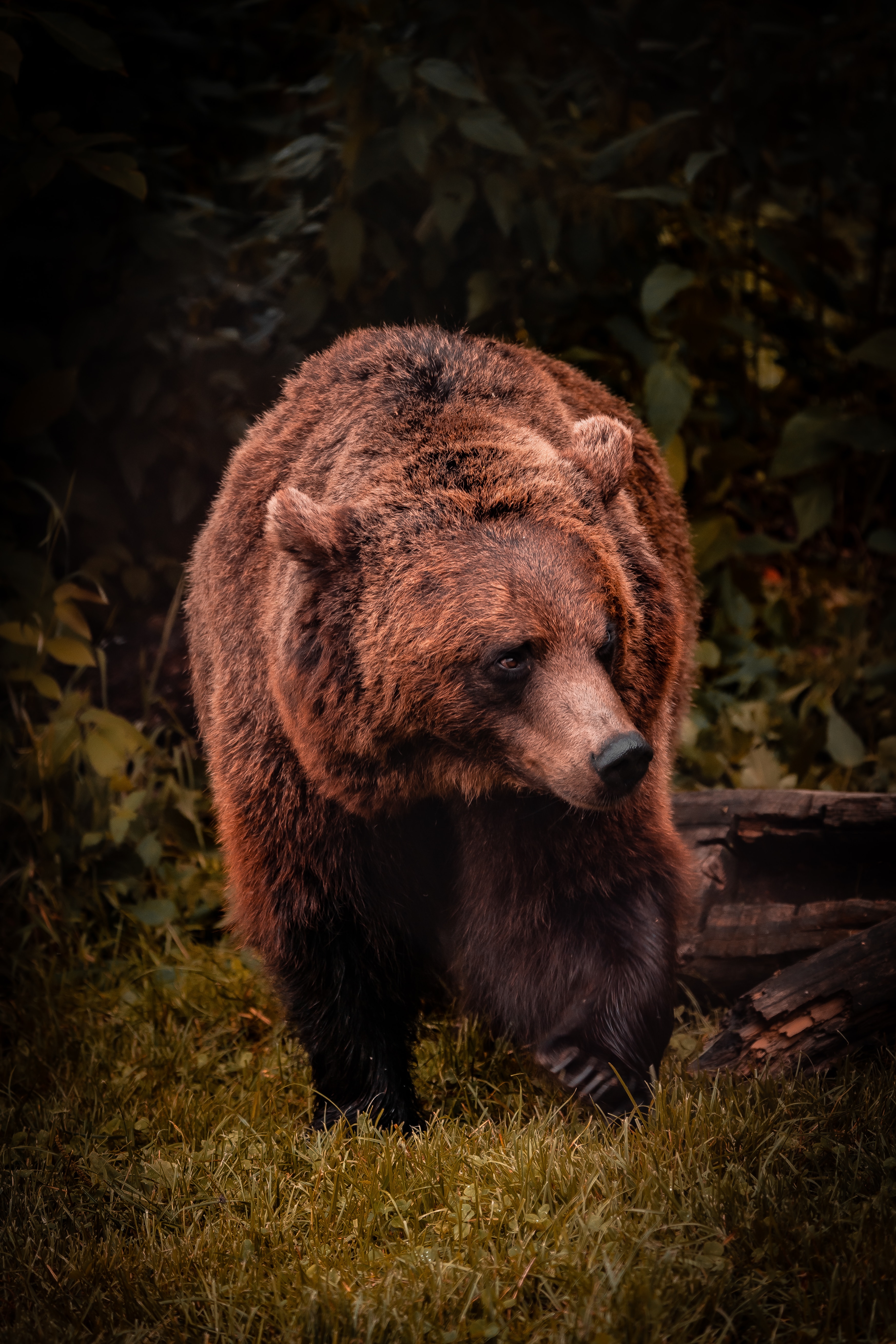 brown_bear_04.jpg