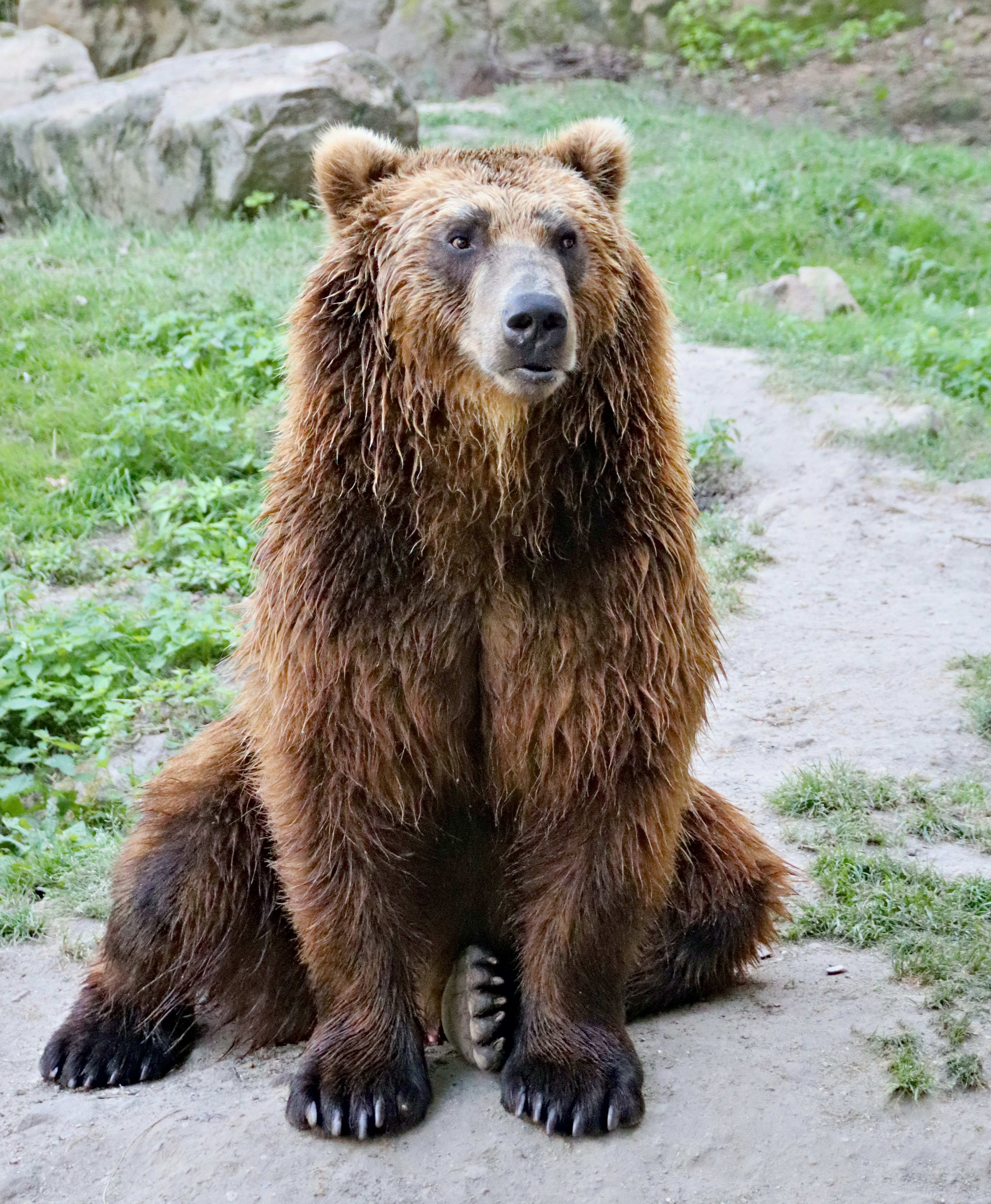 brown_bear_05.jpg