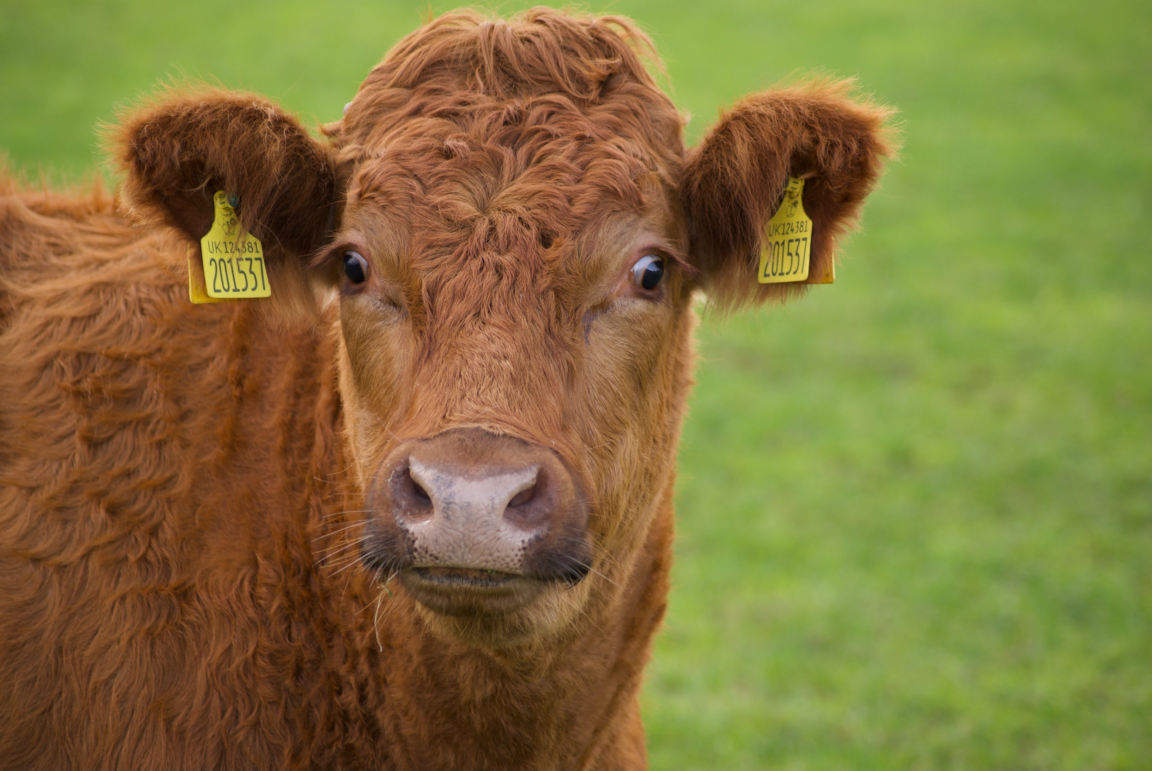 brown_cow_03.jpg