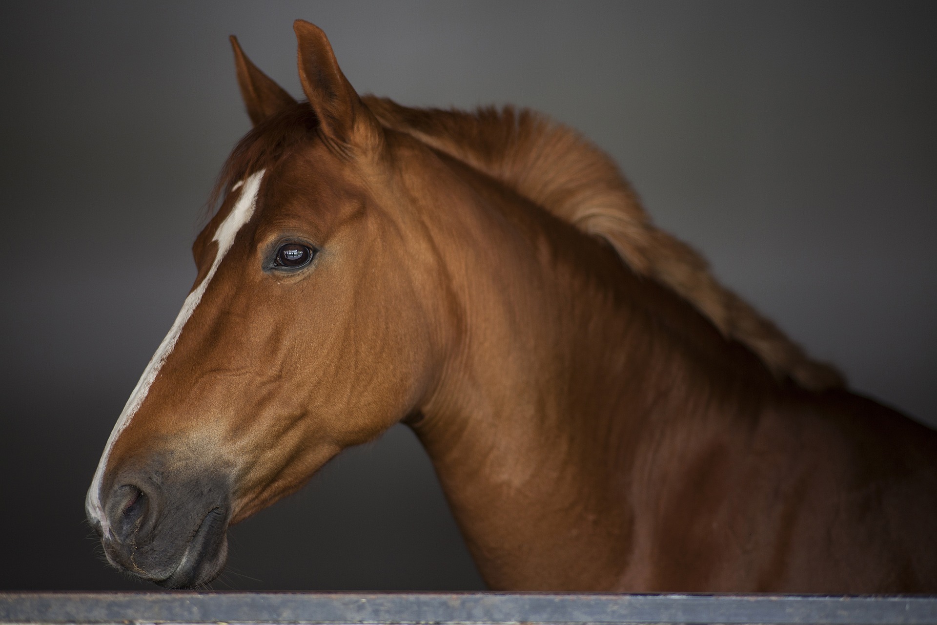 brown_horse_02.jpg