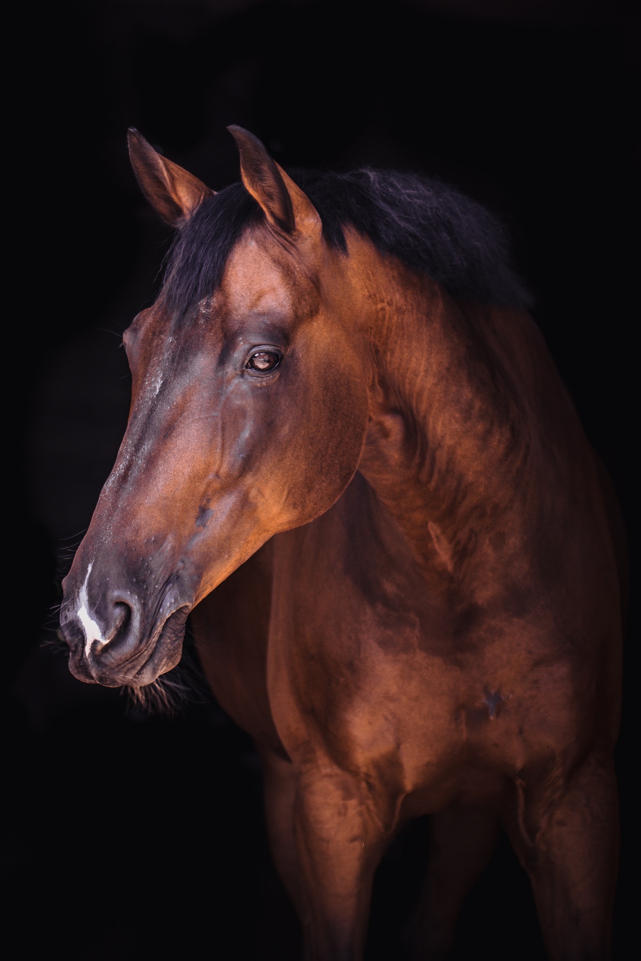 brown_horse_05.jpg