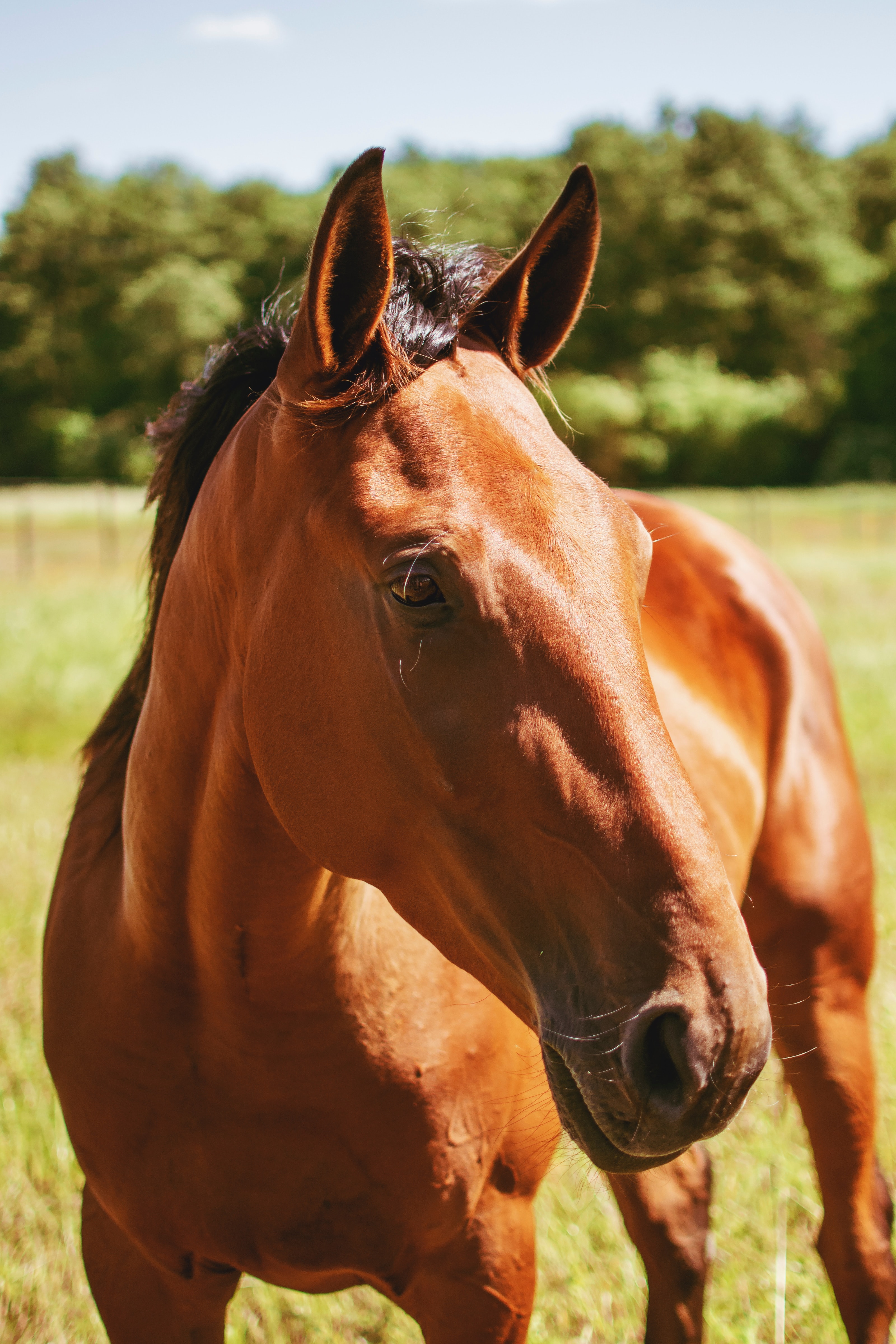 brown_horse_06.jpg