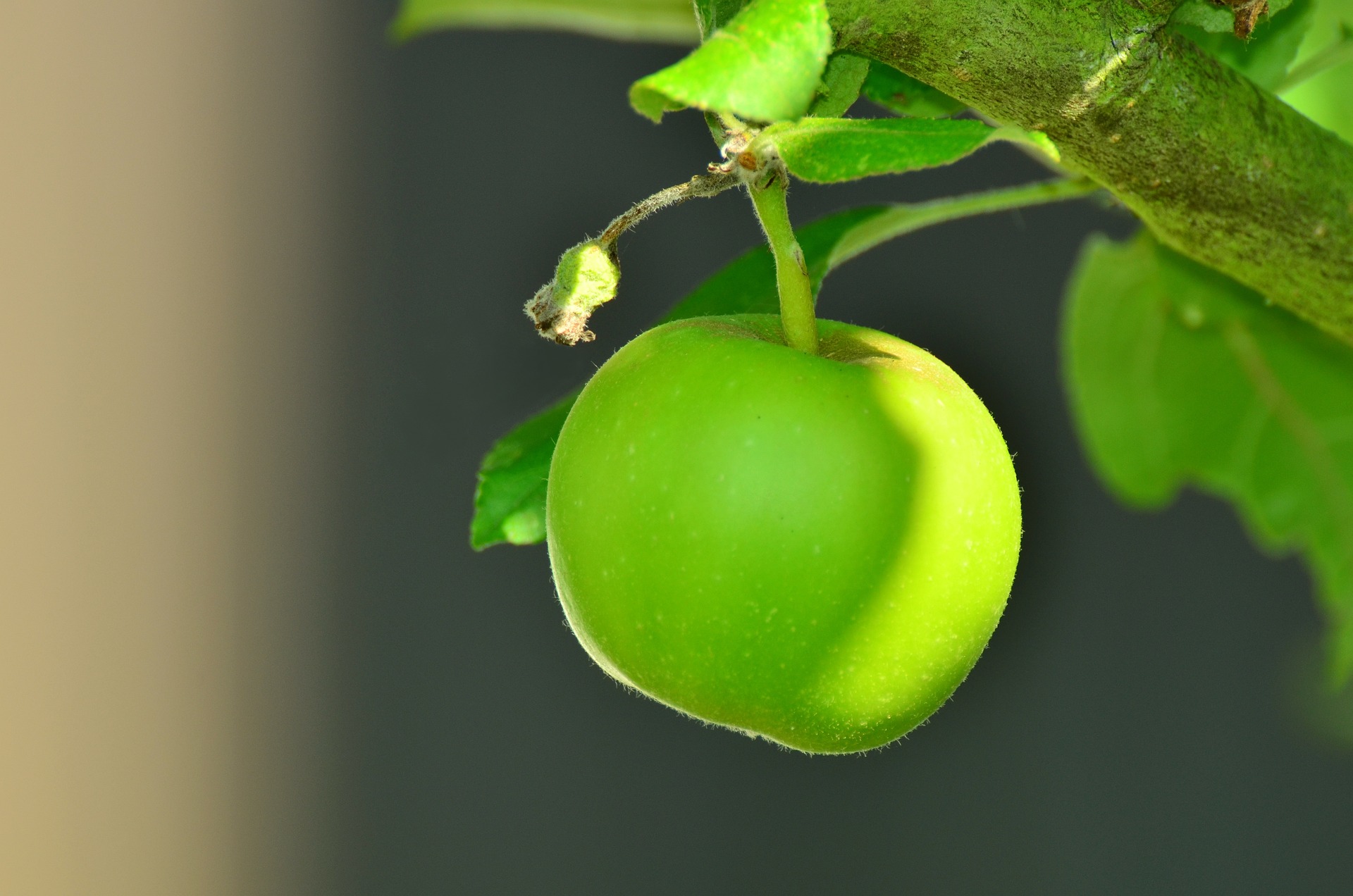 green_apple_06.jpg