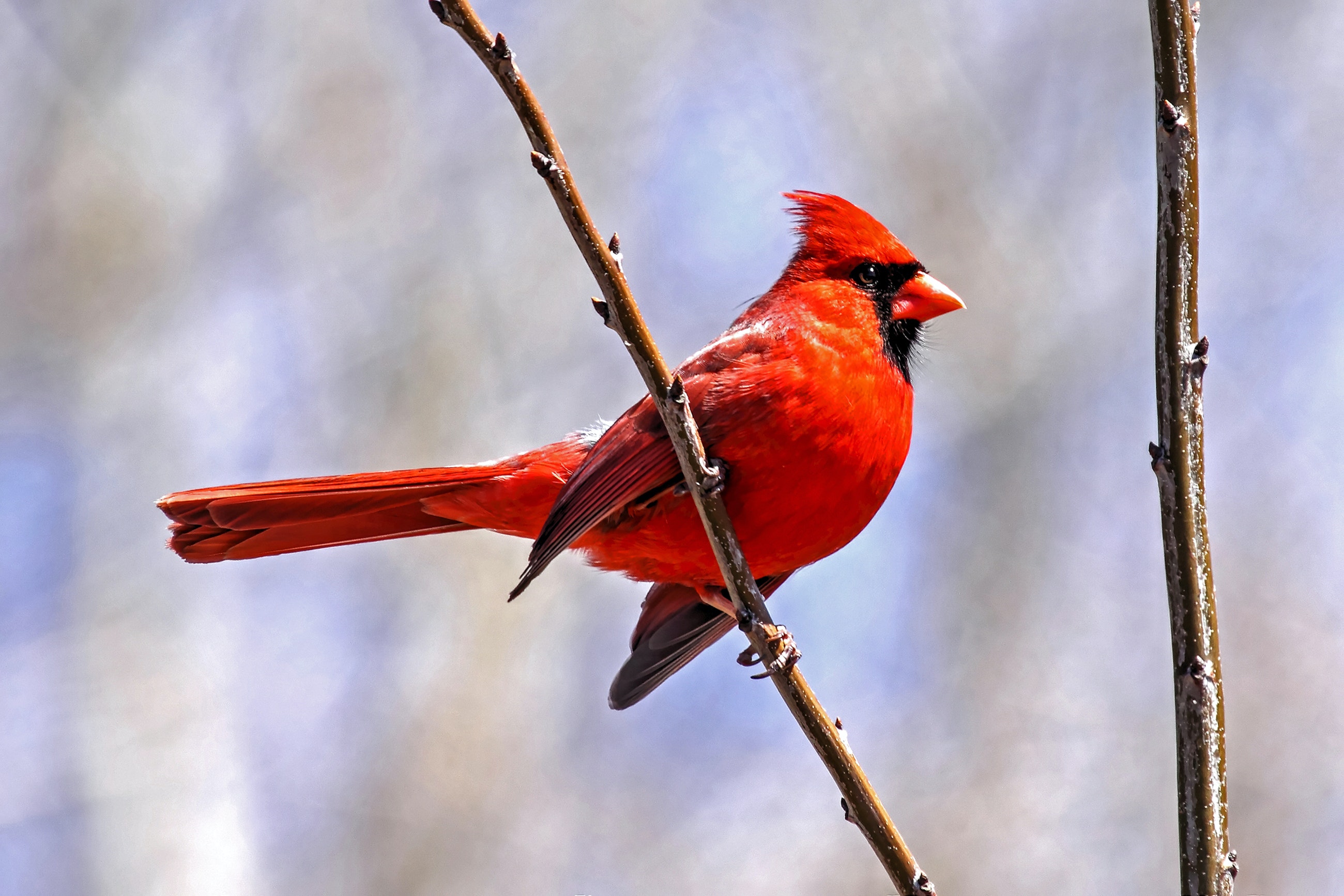 red_bird_06.jpg