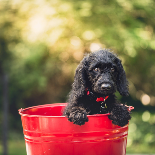 dog_in_bucket.png