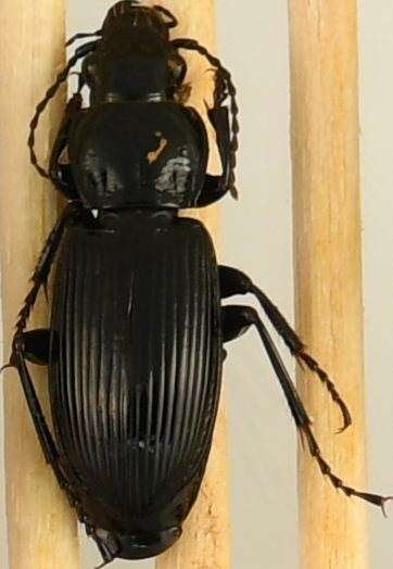 beetle_1290.png