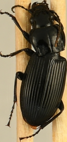 beetle_871.png