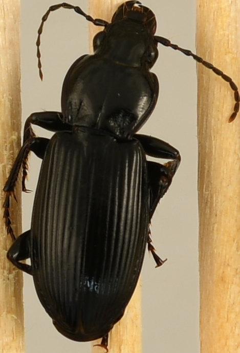 beetle_579.png