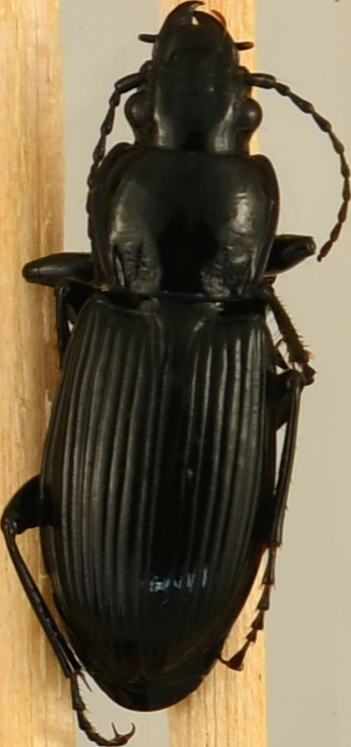 beetle_594.png