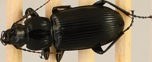 beetle_116.png