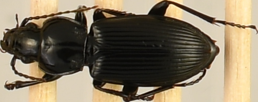 beetle_521.png