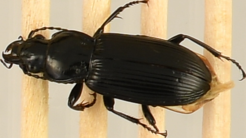 beetle_526.png