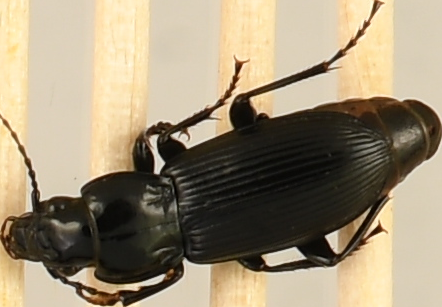 beetle_634.png