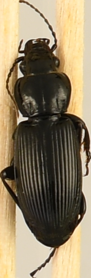 beetle_461.png