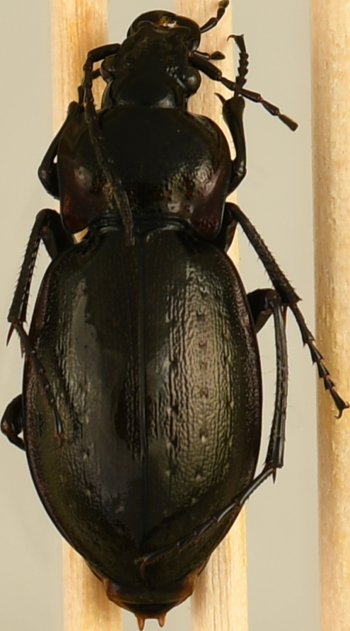 beetle_920.png