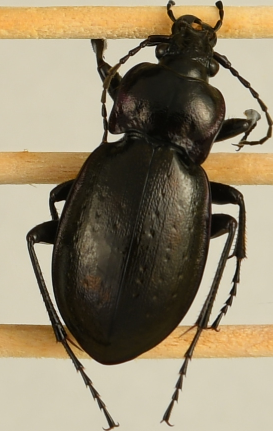 beetle_526.png