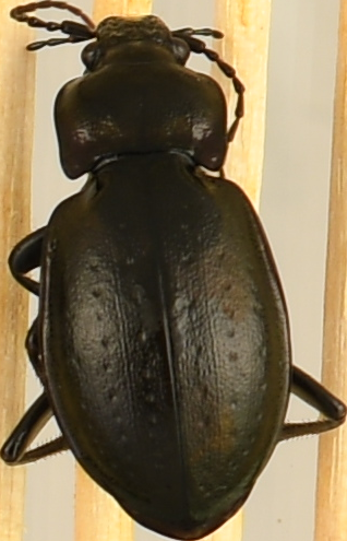 beetle_538.png