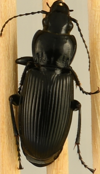 beetle_438.png