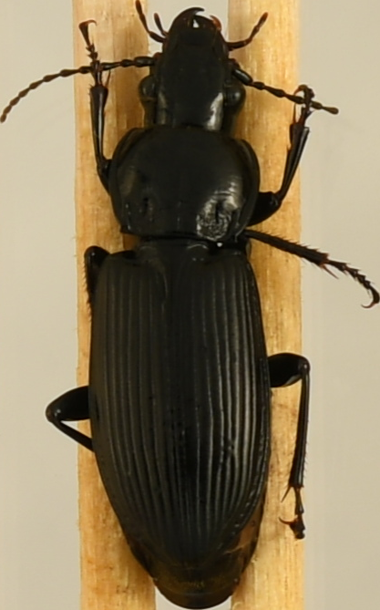 beetle_845.png