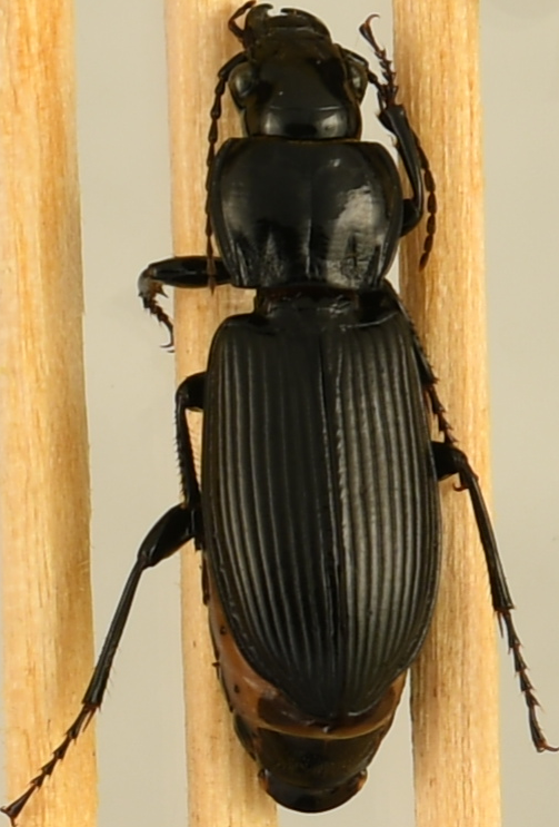 beetle_861.png