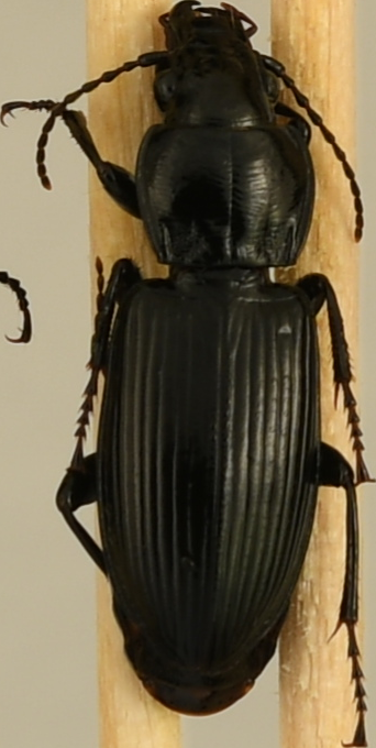 beetle_540.png