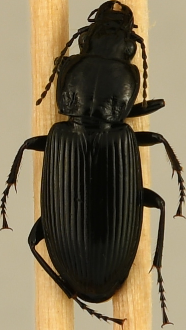 beetle_543.png