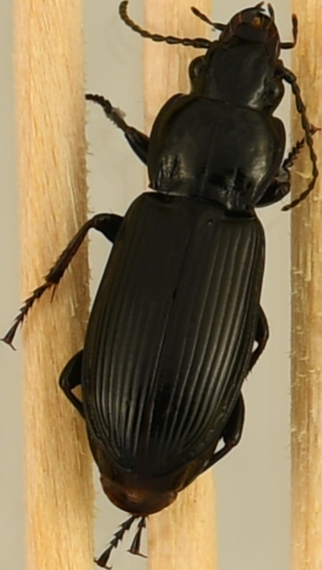 beetle_890.png