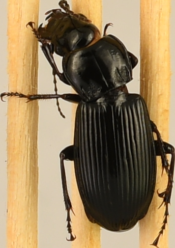 beetle_327.png