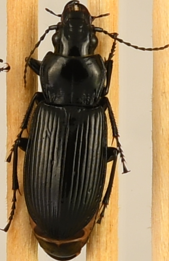 beetle_520.png