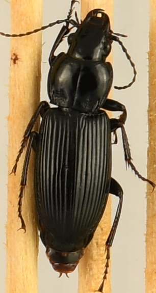 beetle_768.png