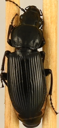 beetle_778.png