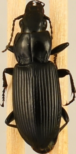 beetle_883.png