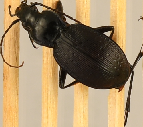 beetle_515.png