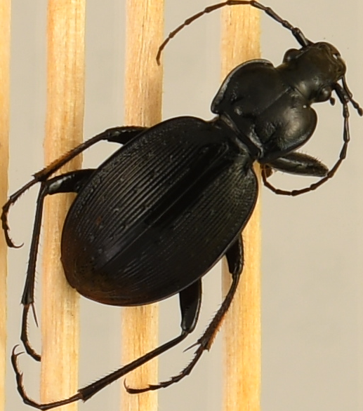 beetle_908.png