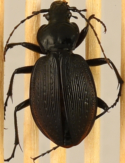 beetle_928.png