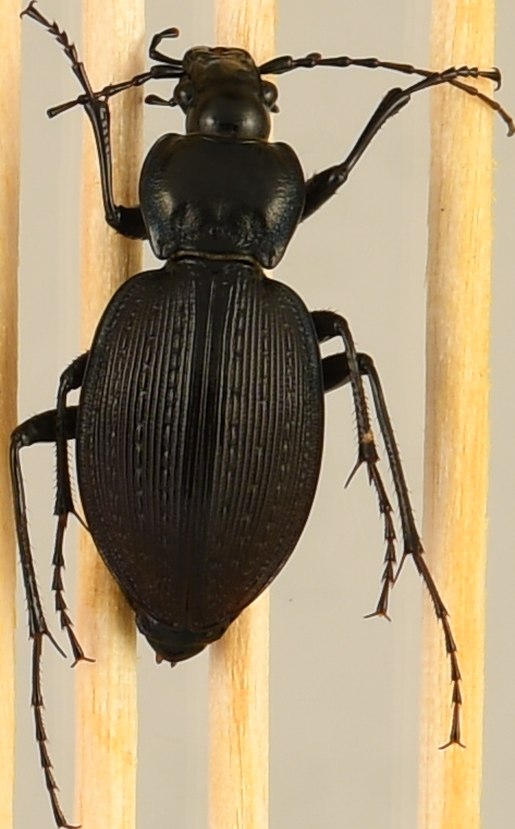 beetle_738.png