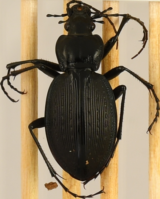 beetle_746.png