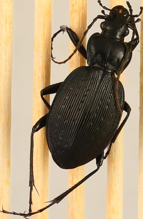 beetle_549.png