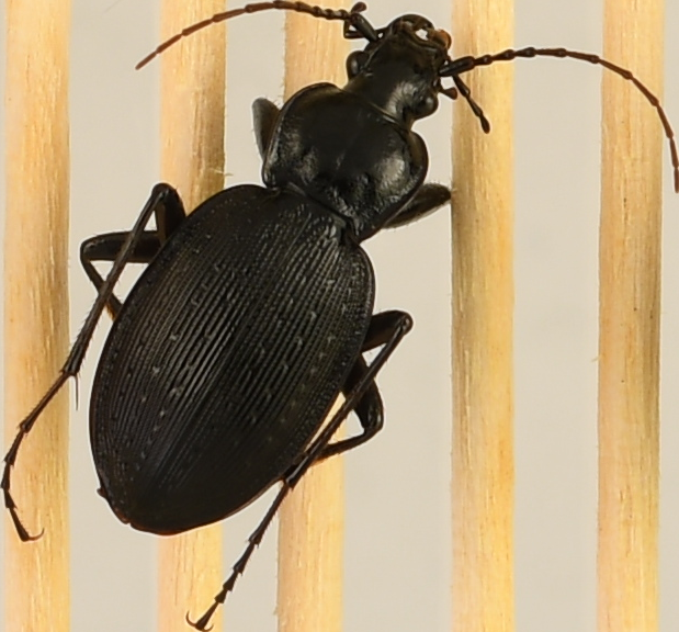 beetle_532.png