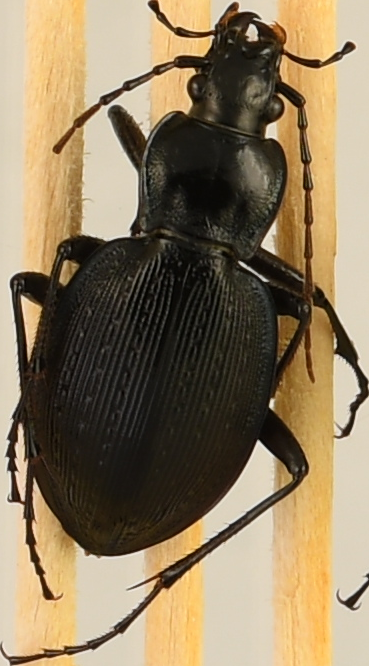 beetle_538.png