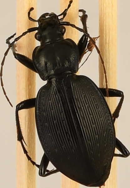 beetle_539.png