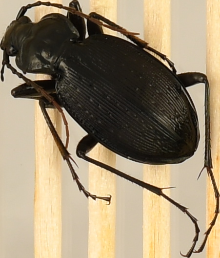 beetle_990.png