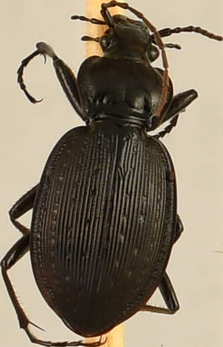 beetle_255.png