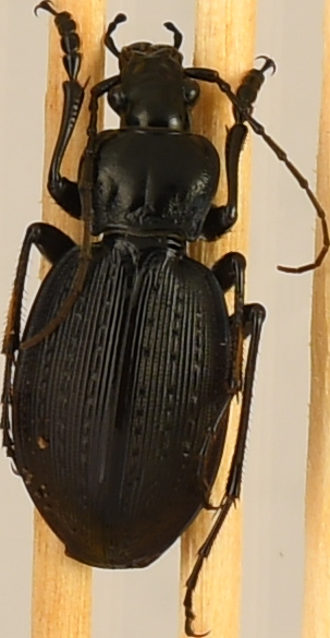 beetle_742.png