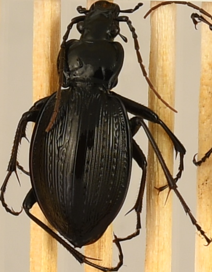 beetle_1059.png