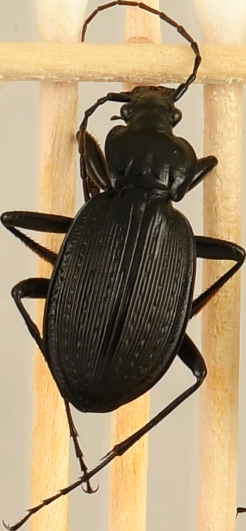 beetle_1305.png